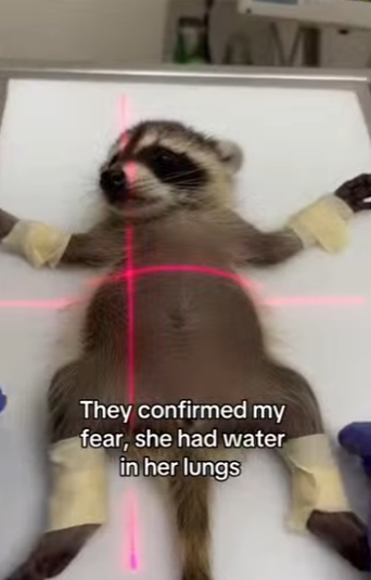 Z2712001 Vet says she moved to my yard because her safe place (Part 2)