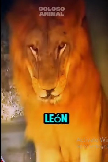 D2712006 León Rechaza Carne Va Directo Por Su Dueño (Parte 2)