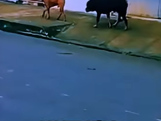 D2712004 El Rottweiler Se Acobardó Ante Un Pitbull Imperturbable Rottw (Parte 2)