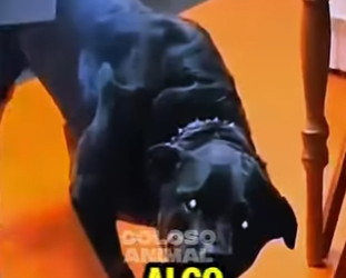 D2712007 Su Propio Perro No Lo Reconoció Casi Lo Ataca (Parte 2)