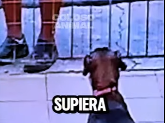 D2712003 Le Hizo Creer Que Serían Amigos Lo Dejó Solo He Made Him Believe (Parte 2)