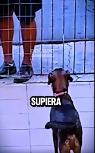 D2712003 Le Hizo Creer Que Serían Amigos Lo Dejó Solo He Made Him Believe (Parte 2)