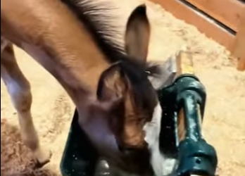 A2912002 Rescue baby hourse (Part 2)