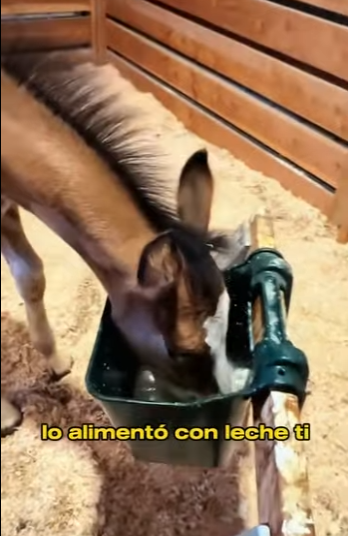 A2912002 Rescue baby hourse (Part 2)