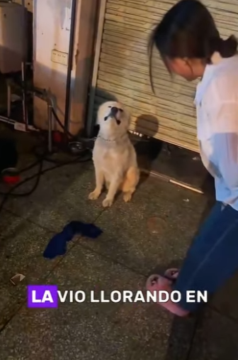 A2912006 Would you abandon your dog because of moving (Part 2)