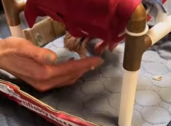 A2912004 woman loves its pet chicken (Part 2)