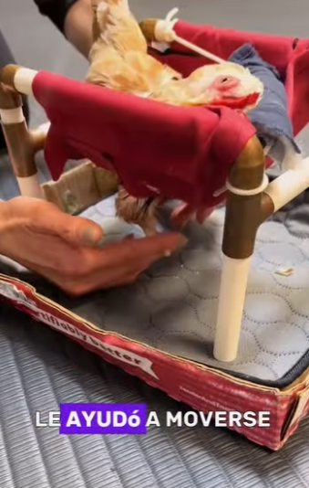 A2912004 woman loves its pet chicken (Part 2)