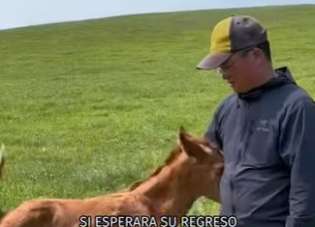 A2912003 Mother Last Breath Her Love Lives on in Her Foal (Part 2)