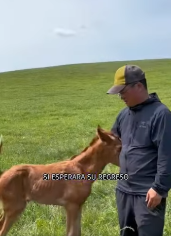 A2912003 Mother Last Breath Her Love Lives on in Her Foal (Part 2)