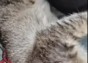 V0102002 A precious soul finally safe (Part 2)