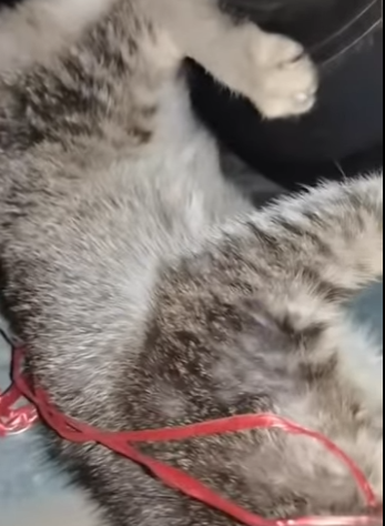 V0102002 A precious soul finally safe (Part 2)