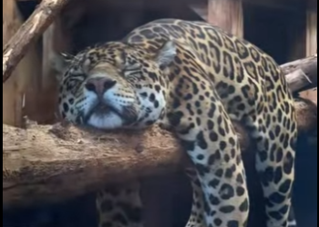A2912001 Injured leopard seeks help humans (Part 2)