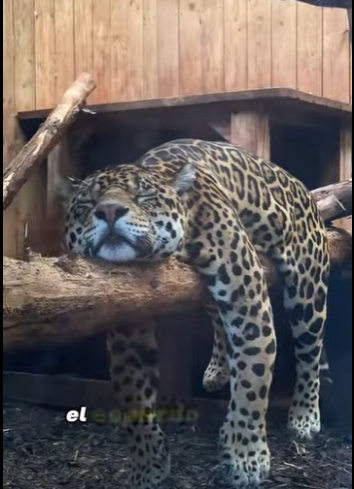 A2912001 Injured leopard seeks help humans (Part 2)