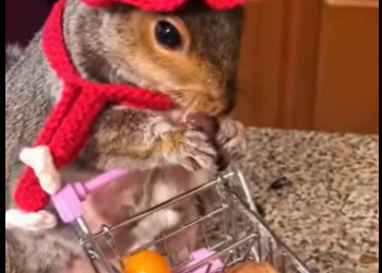 A2912007 Squirrel of Retribution (Part 2)