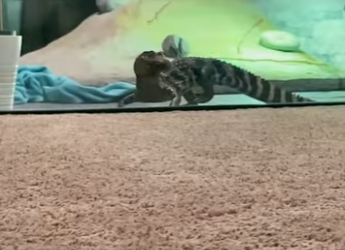 A2912005 Rescue baby crocodile (Part 2)