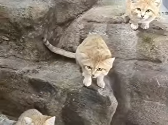 G2812012 No Toques Estos Gatos Si te los (Parte 2)