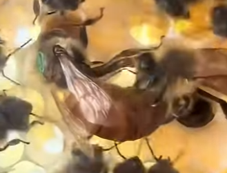 G2812005 Datos de Animales que No Vas Creer (Parte 2)