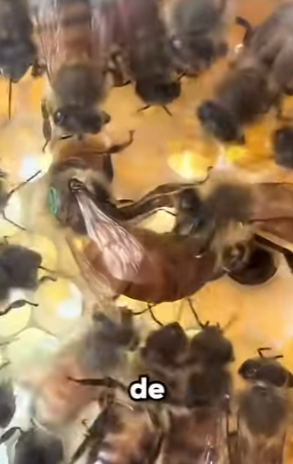 G2812005 Datos de Animales que No Vas Creer (Parte 2)