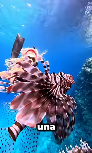 G2812009 Los Peces Marino Más Bonitos del Mundo (Parte 2)