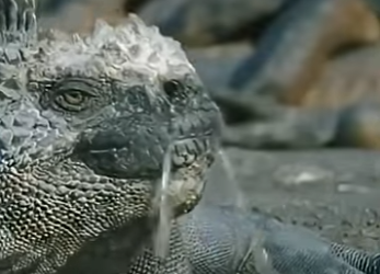 G2812002 Datos de Animales que Seguro que te Gustan (Parte 2)