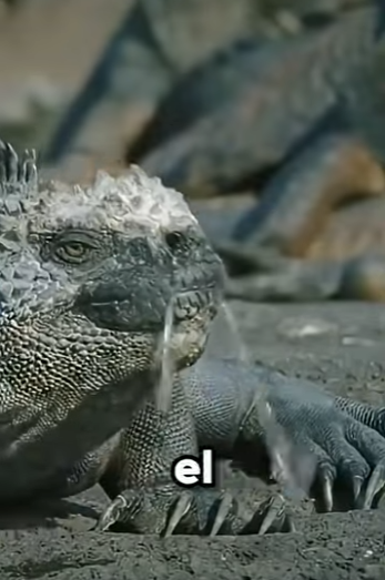 G2812002 Datos de Animales que Seguro que te Gustan (Parte 2)