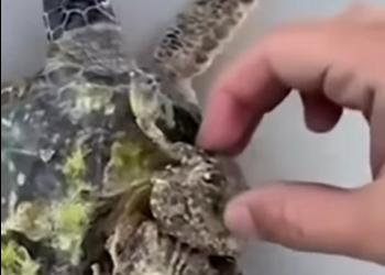 G2812007 Hombre salva esta Pequeña Tortuga Marina (Parte 2)