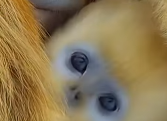 G2812014 Los Monos Más Extraños del Reino Animal (Parte 2)