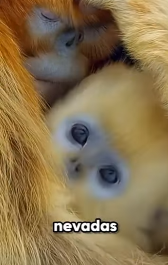 G2812014 Los Monos Más Extraños del Reino Animal (Parte 2)