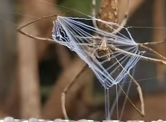 G2812001 Los Cazadores Más Letales del Reino Animal (Parte 2)