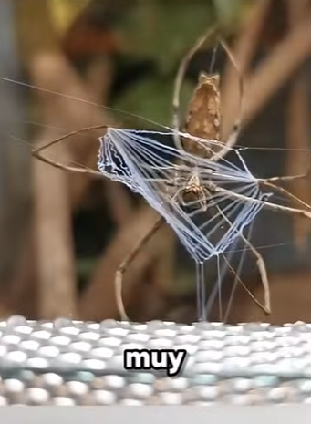 G2812001 Los Cazadores Más Letales del Reino Animal (Parte 2)