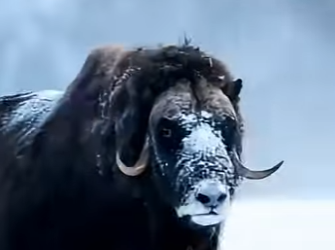 G2812006 Datos de Animales que te Van Gustar (Parte 2)