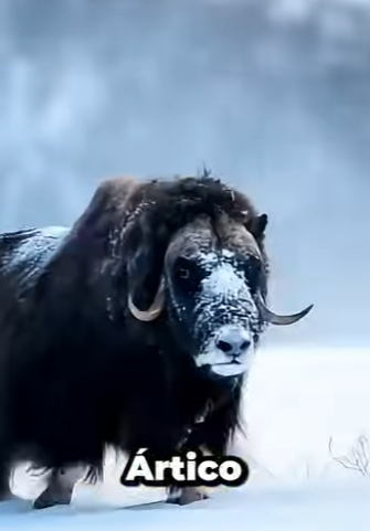 G2812006 Datos de Animales que te Van Gustar (Parte 2)