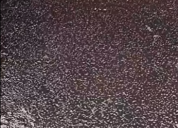 G2812008 Animales que se Congelaron por el Frio (Parte 2)