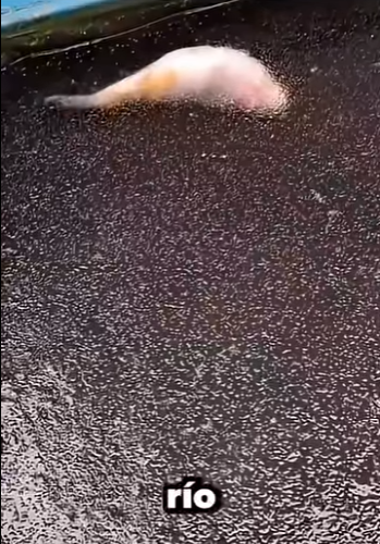 G2812008 Animales que se Congelaron por el Frio (Parte 2)