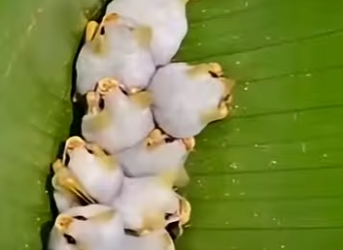 G2812003 Las Crías Más Linda de Animales Exóticos (Part 2)