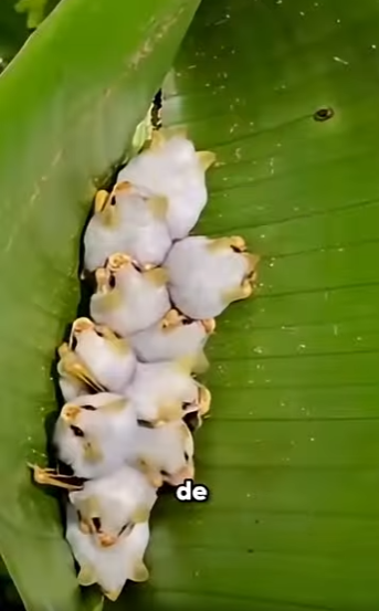 G2812003 Las Crías Más Linda de Animales Exóticos (Part 2)