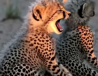 G2812004 Datos de Animales que Te Van Explotar la Cabeza (Parte 2)