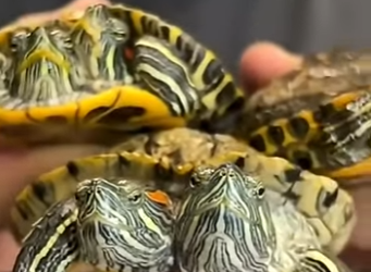 G2812010 de cada de (Parte 2)