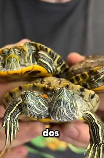 G2812010 de cada de (Parte 2)