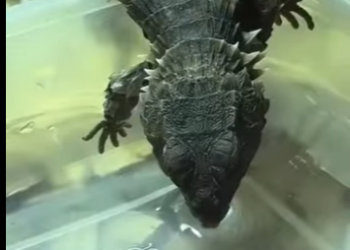 G2812013 Dragones en la Vida Real (Parte 2)