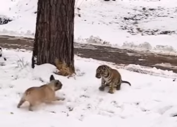 R3012008 Salva al tigre (Parte 2)