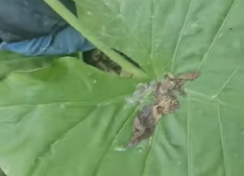 R3012003 Rescate de ciervos (Parte 2)