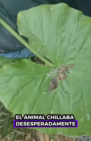 R3012003 Rescate de ciervos (Parte 2)