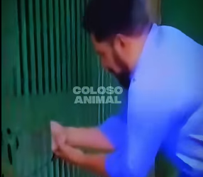 V0102007 Hombre Mete La Mano En Jaula De Tigre Se Queda (Parte 2)