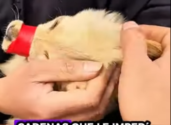 R3012005 Rescate de cachorros de oso (Parte 2)