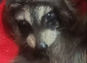 R3012001 Rescatar mapaches (Parte 2)