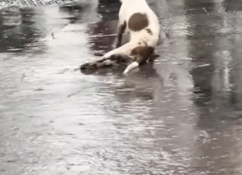 R0102004 Rescatan un perro que perdió ambas patas luchaba por moverse bajo (Parte 2)