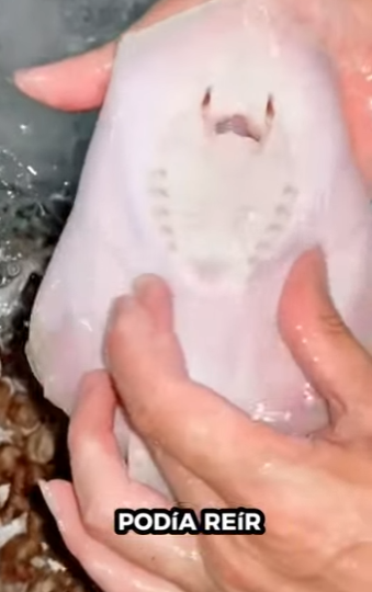 R3012011 Salva las mantarrayas (Parte 2)