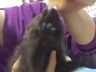 R3012004 Rescate de cría de oso pardo (Parte 2)