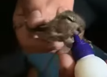 R3012007 Rescatar la ardilla (Parte 2)